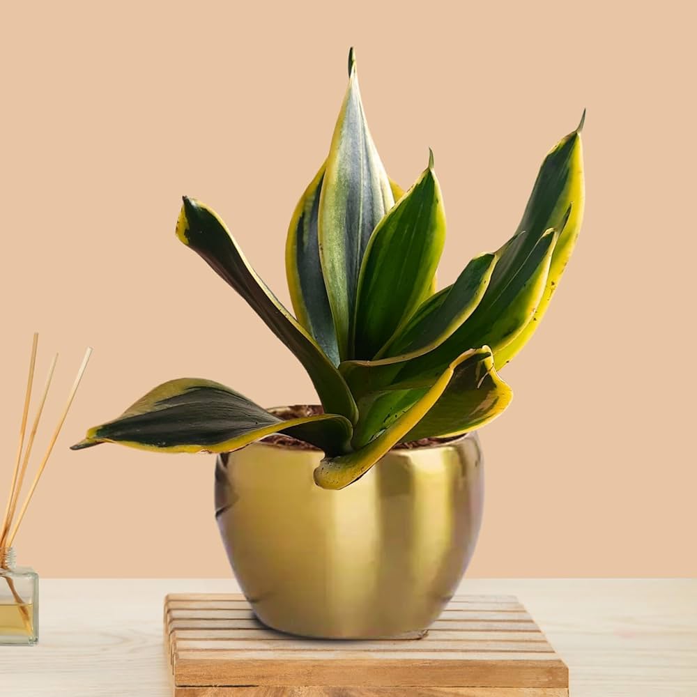 Golden Glow Sansevieria Birthday Planter