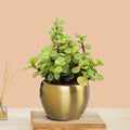 Jade Plant In Gold Tone Metal Pot