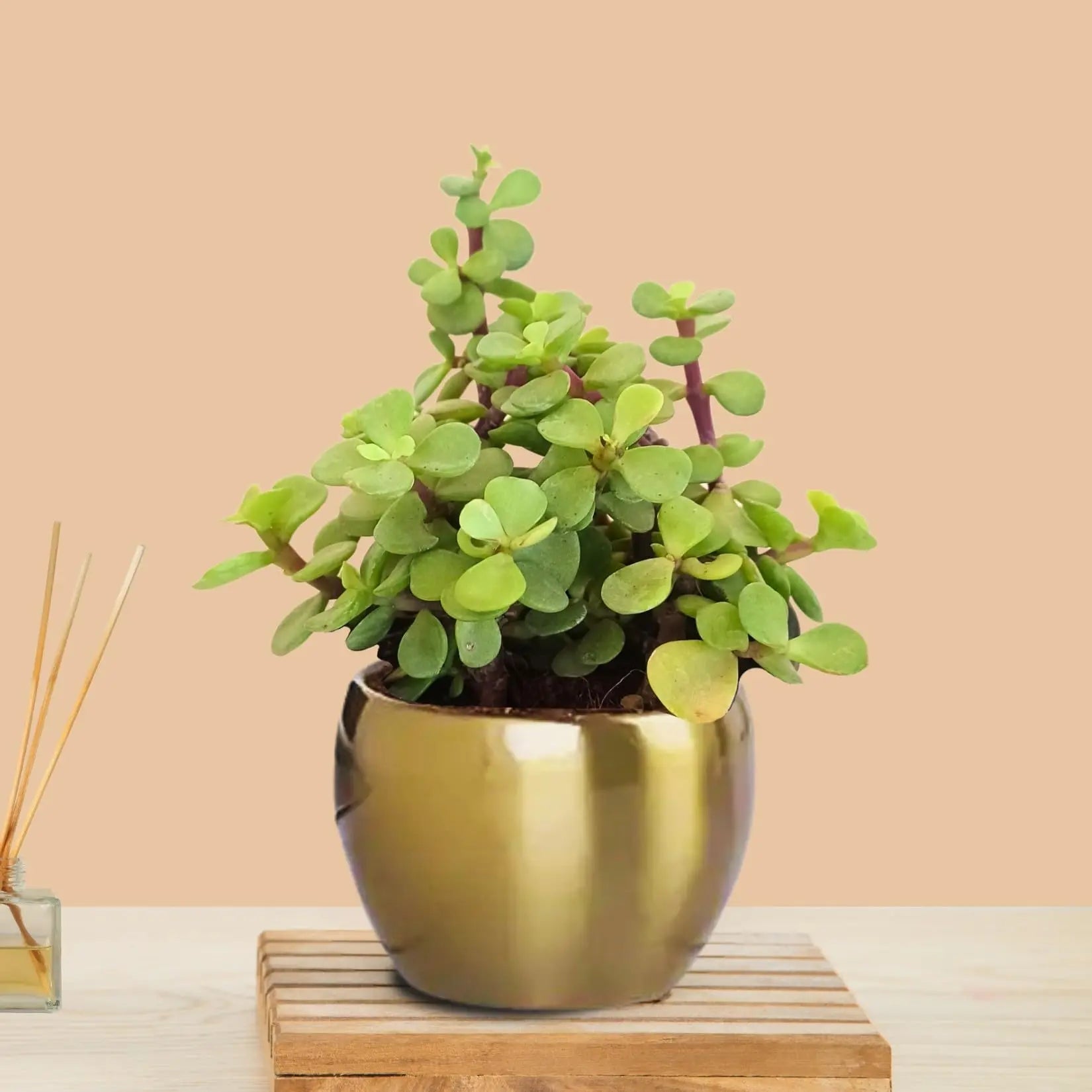 Jade Plant In Gold Tone Metal Pot