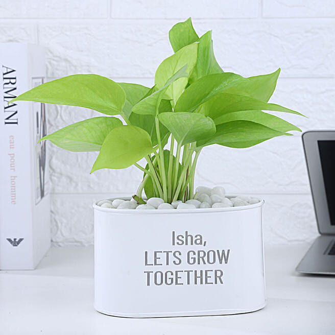 Money Plant In Personalised & Grow Together