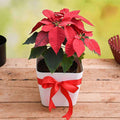 Classic Poinsettia Plant Gift