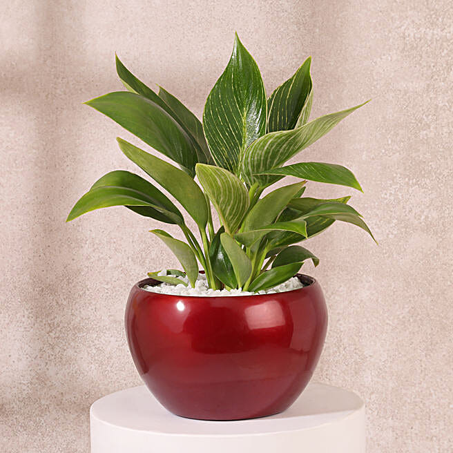Philodendron Birkin Charm Desk Plant