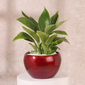 Philodendron Birkin in Red Pot